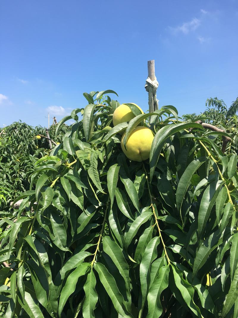 黄金冠即将大量上市，品质保证，货量充足，欢迎新老客户前来