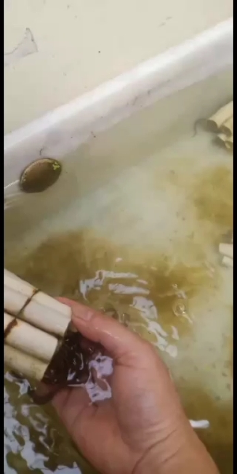 叉尾水花，鮰鱼水花，，，黄骨水花，草鱼水花（四大家鱼水花