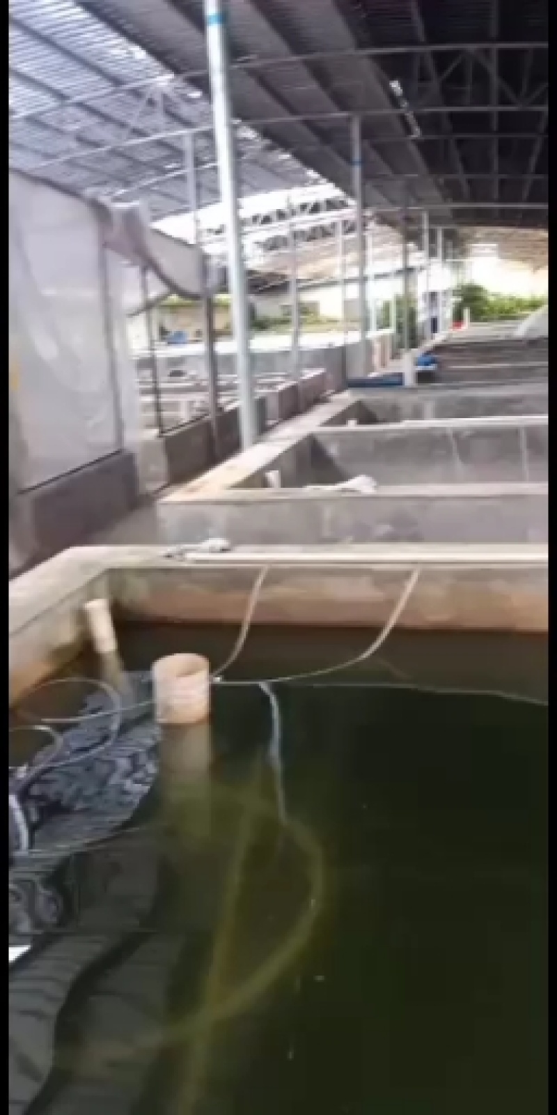 叉尾水花，鮰鱼水花，，，黄骨水花，草鱼水花（四大家鱼水花