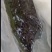 叉尾水花，鮰鱼水花，，，黄骨水花，草鱼水花（四大家鱼水花