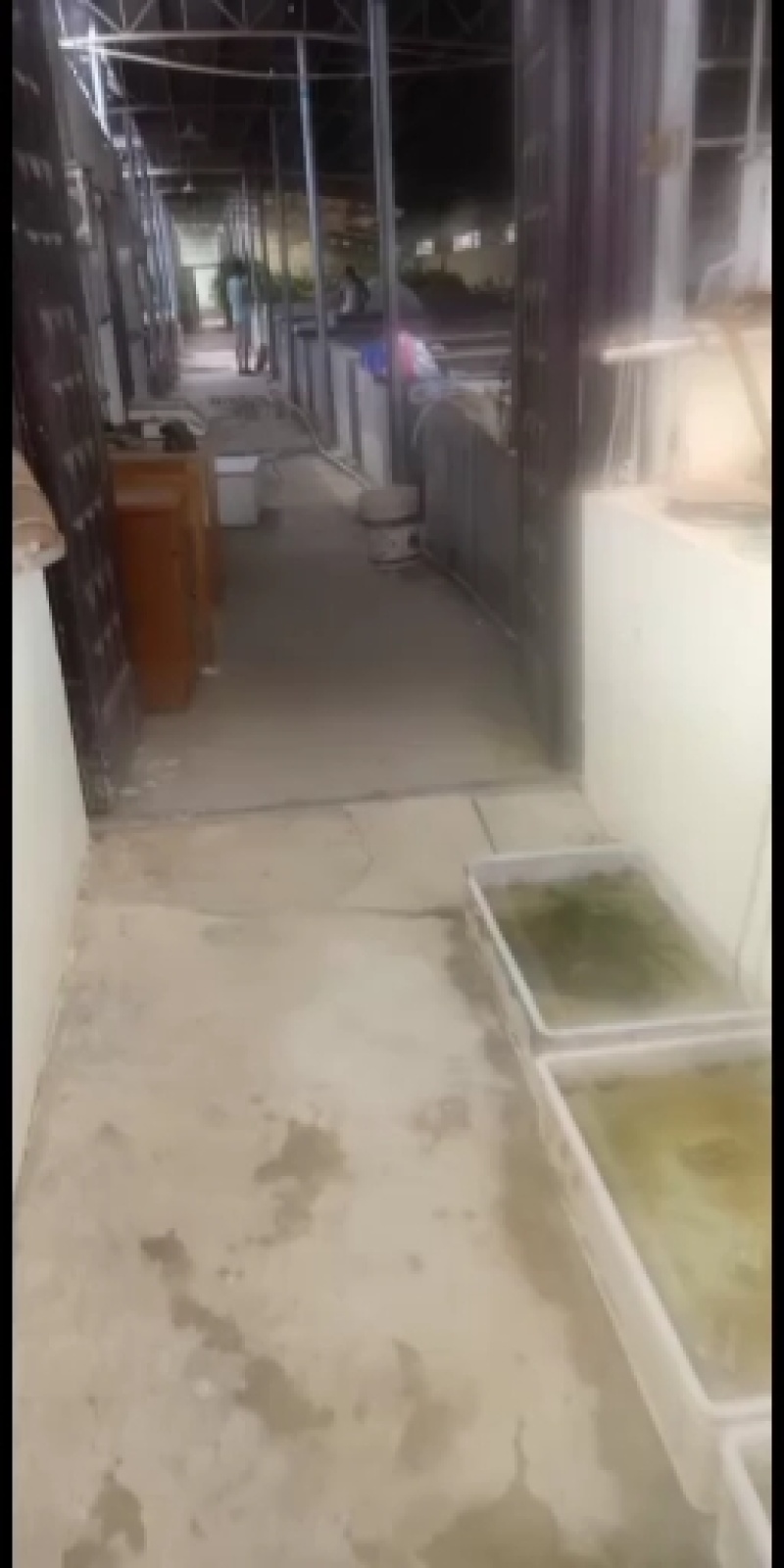 叉尾水花，鮰鱼水花，，，黄骨水花，草鱼水花（四大家鱼水花