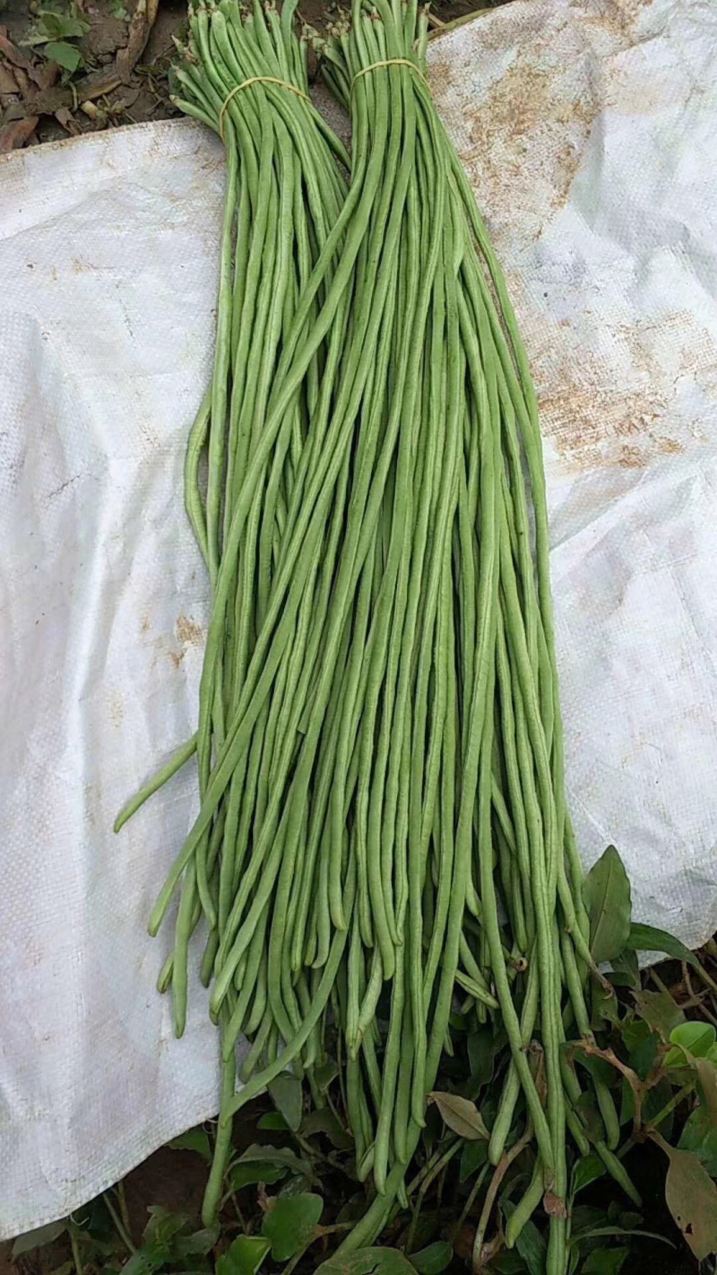 干豆角爆豆角盐豆角坛子豆角湖南卟豆角