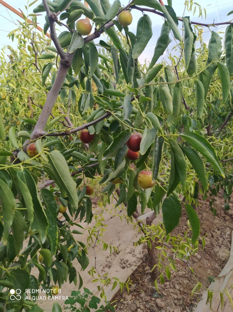 陕西大荔冬枣批发，陕西冬枣价格。