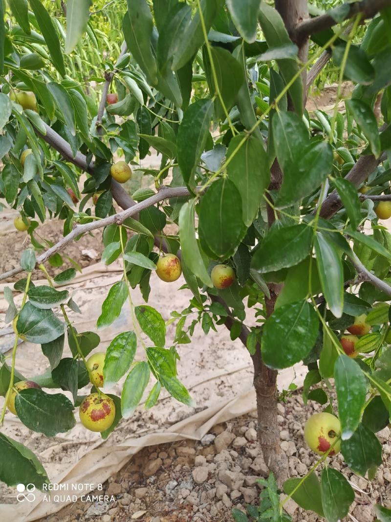陕西大荔冬枣批发，陕西冬枣价格。