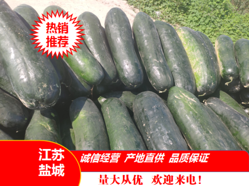 黑皮冬瓜产地直供大量供应，欢迎新老朋友前来订购