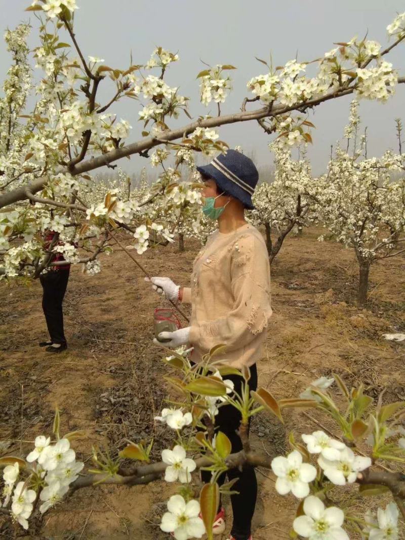 圆黄梨已经上市了。欢迎垂询！