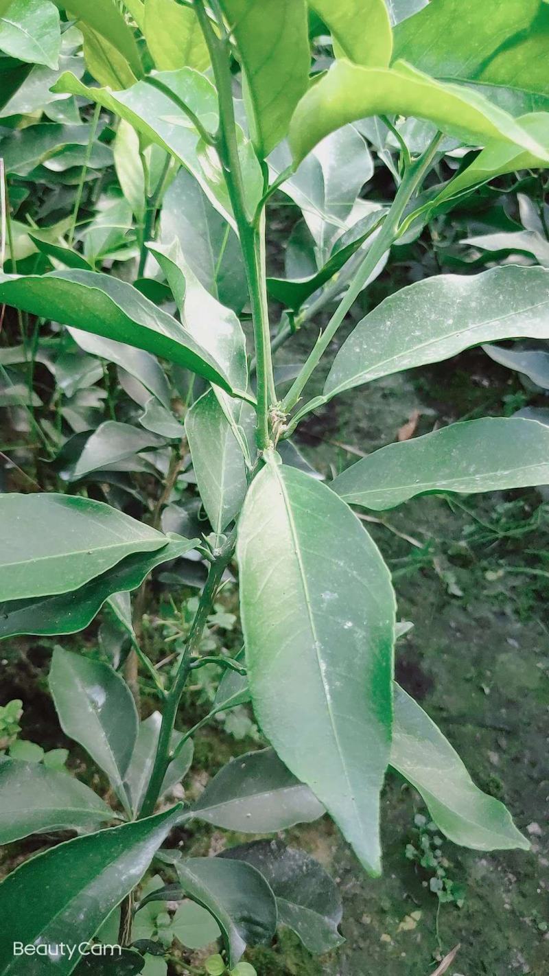 柑橘苗，明日见苗，甘平苗