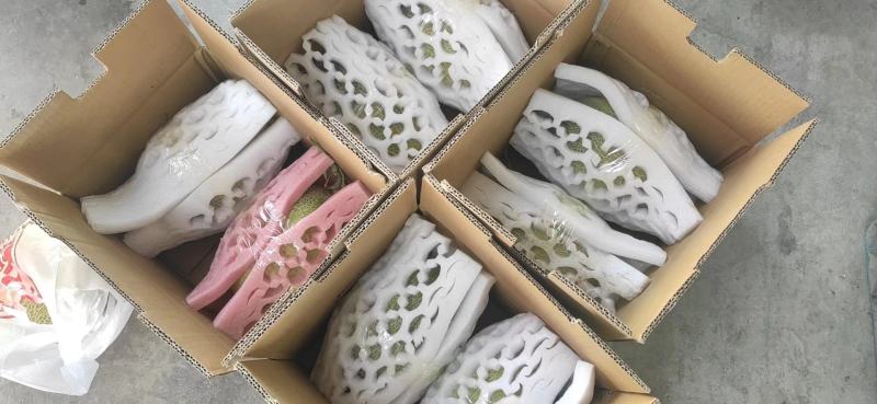 新疆产地直发西州蜜17号25号哈密瓜