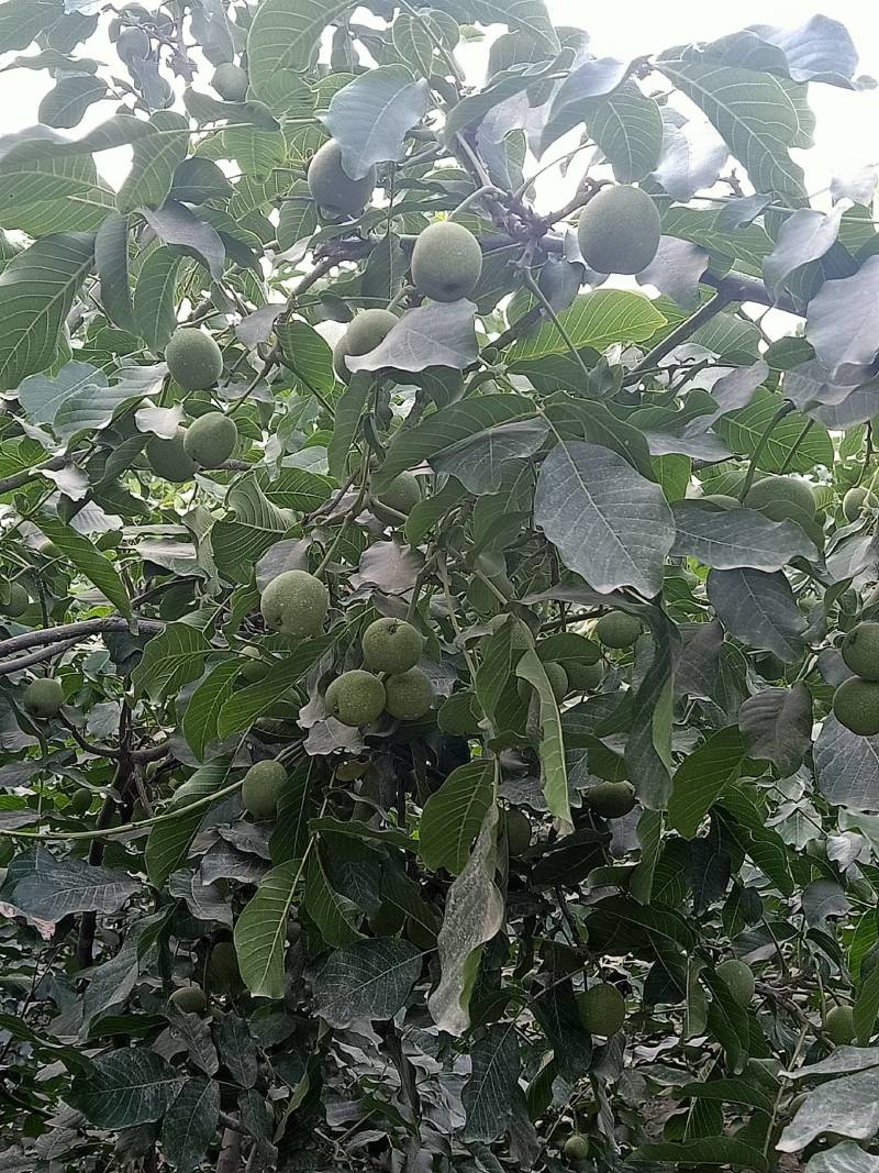 出售鲜核桃温185薄皮