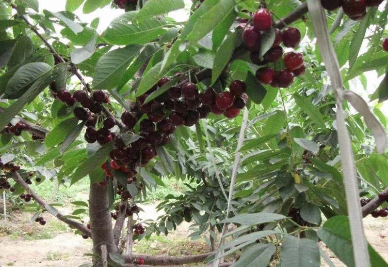 组培矮化樱桃苗，美早佛里斯科，俄罗斯八号，齐早樱桃苗，