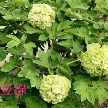 洛阳牡丹苗四年苗！六到八个花枝！跟粗苗壮，包成活包对版！