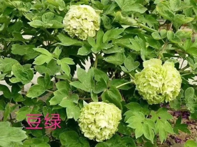 洛阳牡丹苗四年苗！六到八个花枝！跟粗苗壮，包成活包对版！