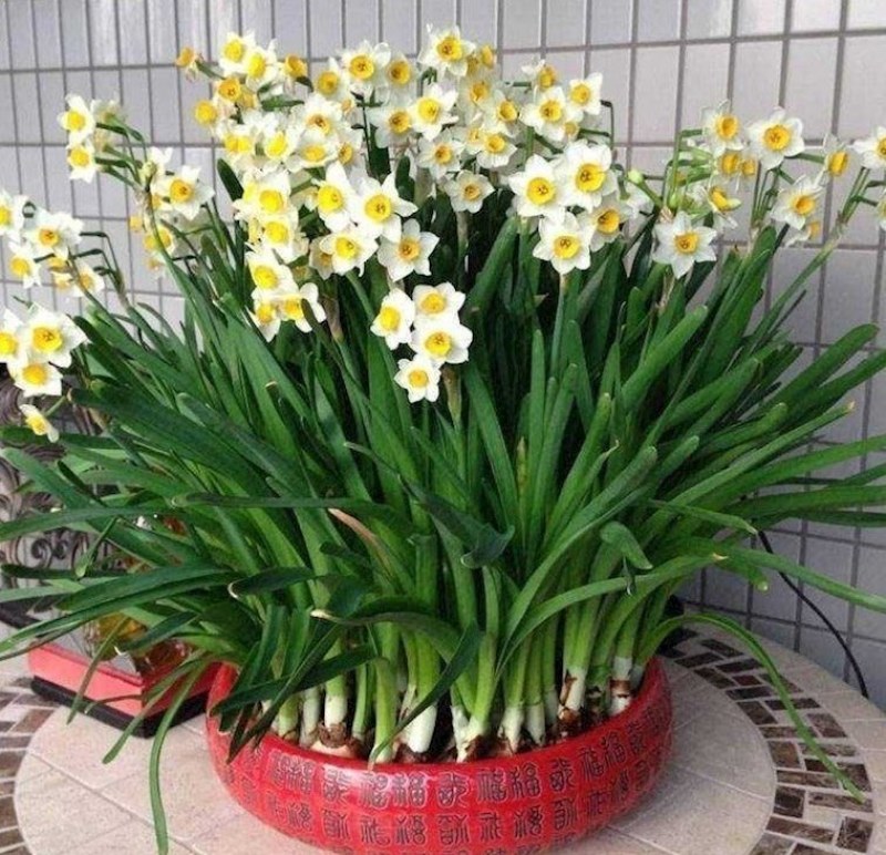 水仙花种球进口洋土培盆栽植物四季重瓣年宵花卉秋冬耐寒