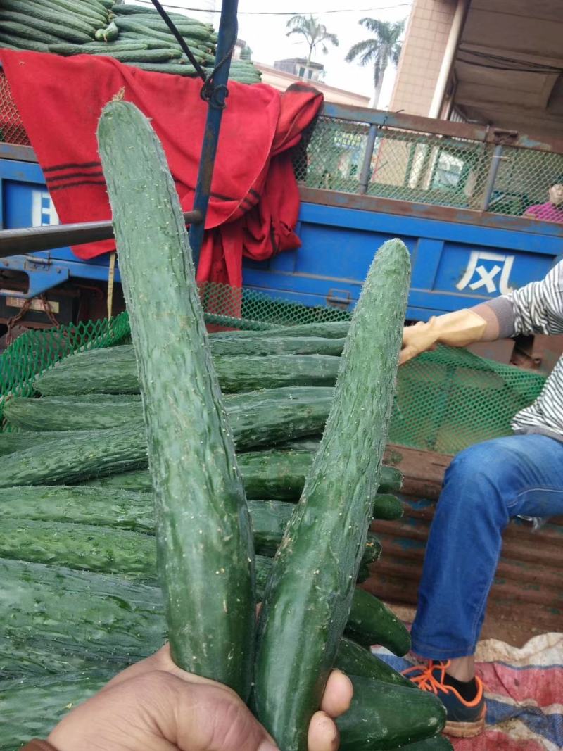 黄瓜青瓜产地一手货源冬春季节上市诚信经营