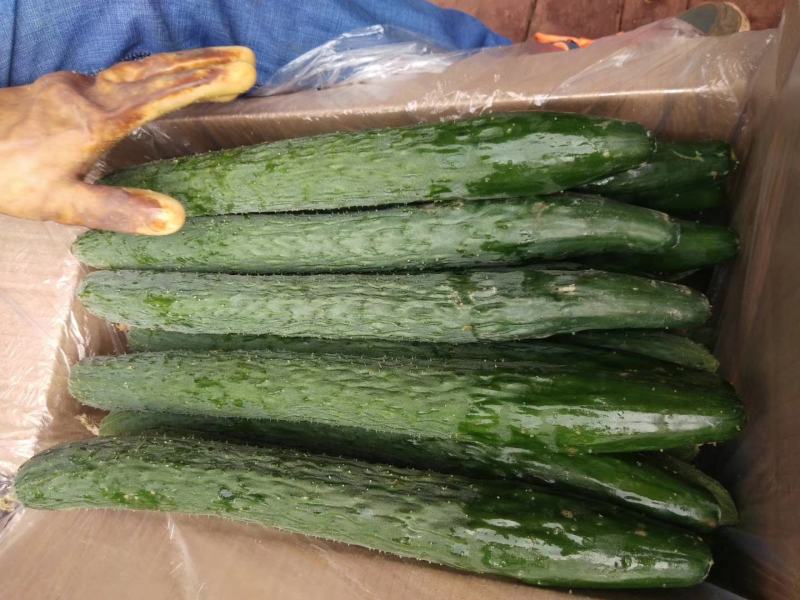 黄瓜青瓜产地一手货源冬春季节上市诚信经营