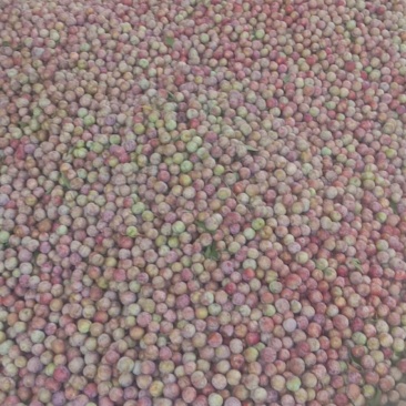 越南货脆红李好吃耐运输量大每年都可以出货几千扽每年七月上
