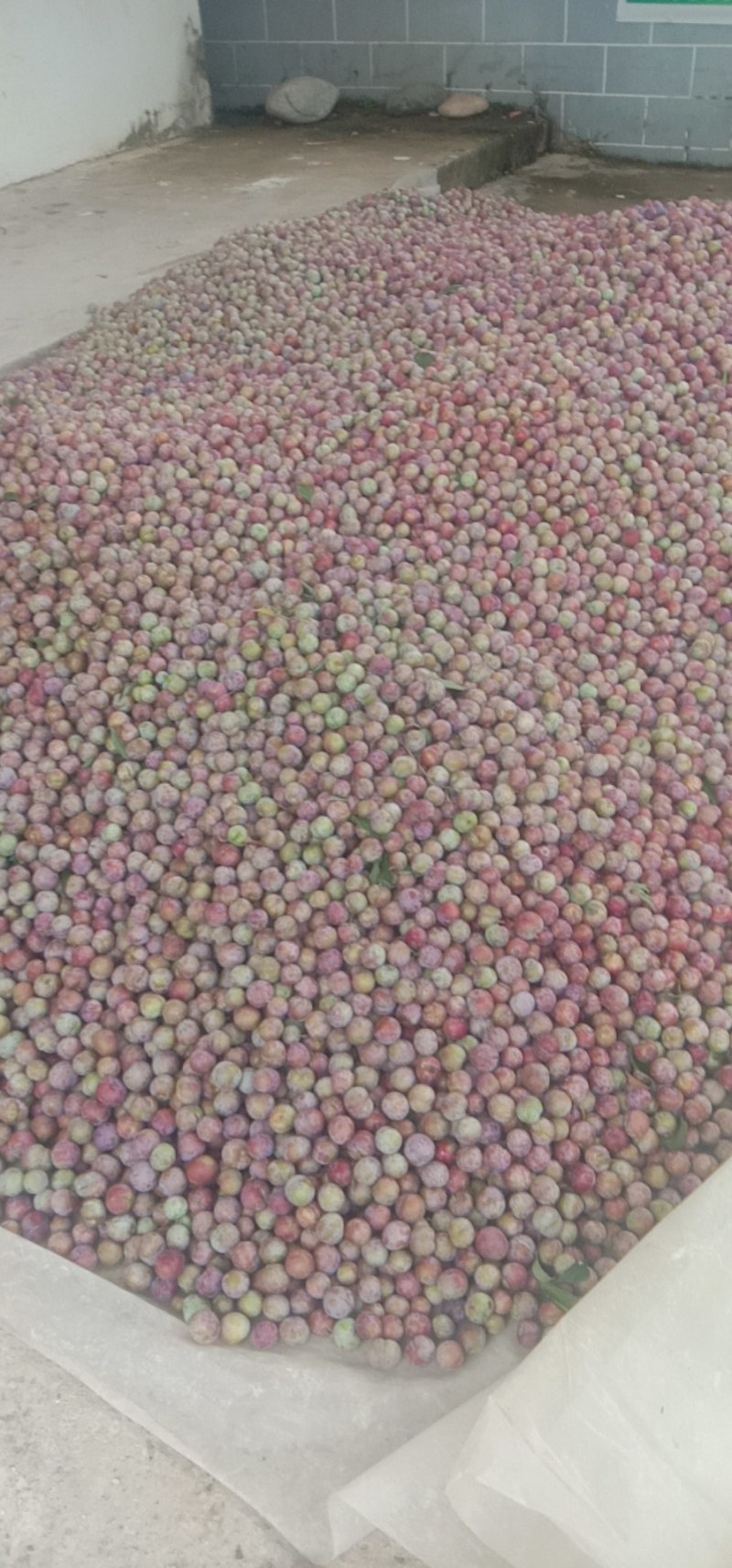 越南货脆红李好吃耐运输量大每年都可以出货几千扽每年七月上