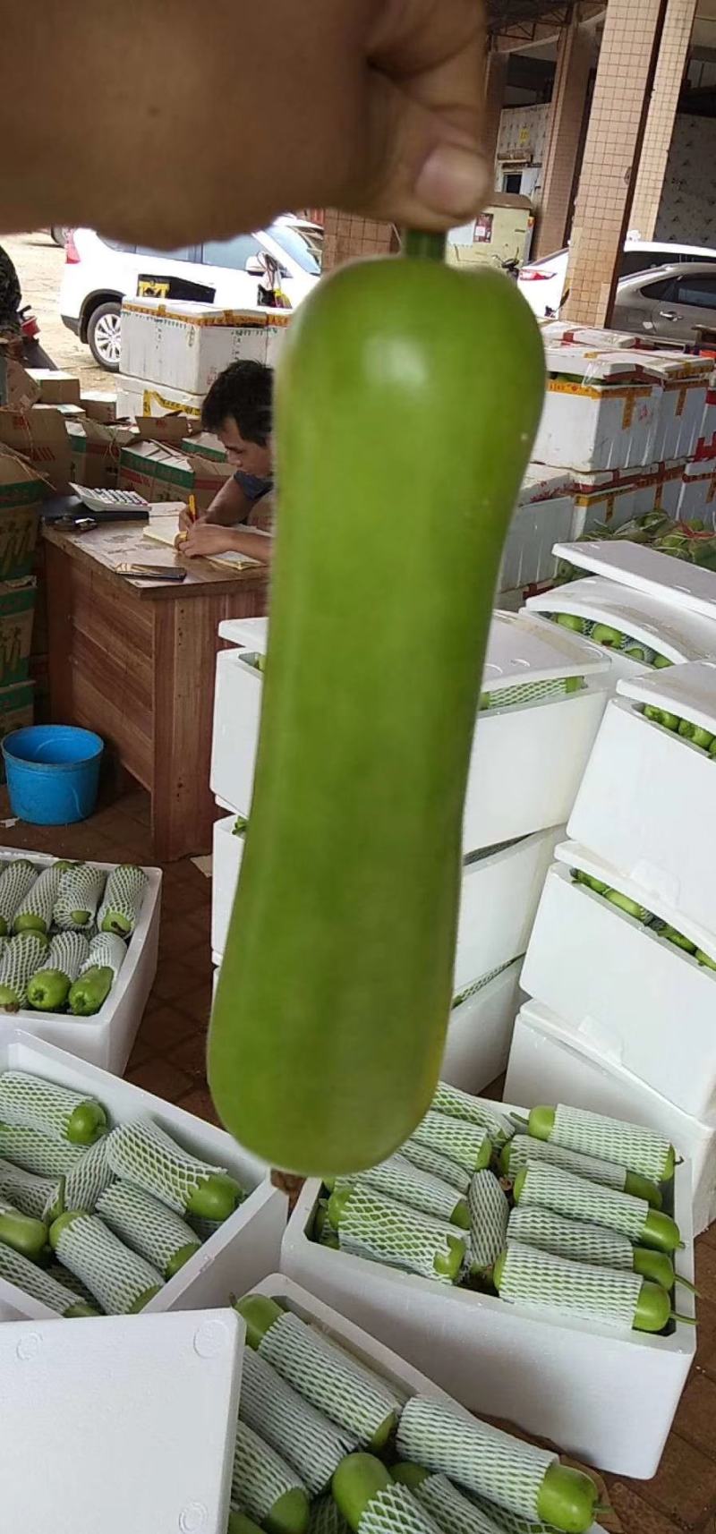 葫芦蒲瓜产地一手货源货源充足冬春季节有货