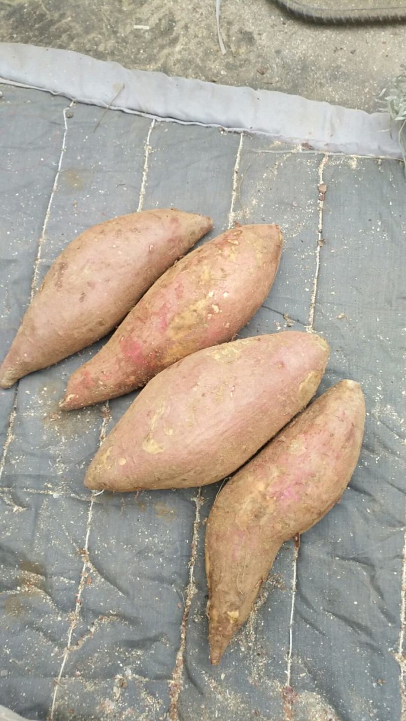 【精品】山东济薯26圆润饱满香甜可3两以上黄心可视频看货