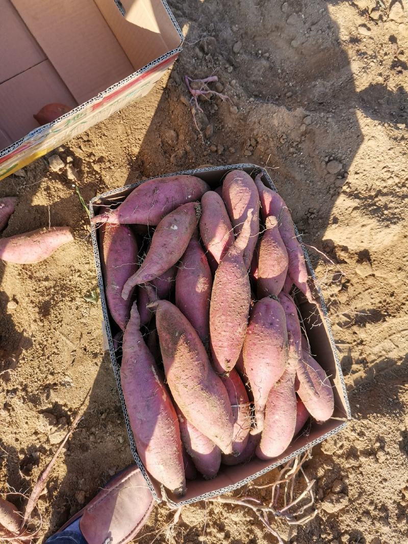 【精品】山东济薯26圆润饱满香甜可3两以上黄心可视频看货