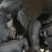 太湖母猪凉山金乌母猪黑土猪杜洛克仔猪