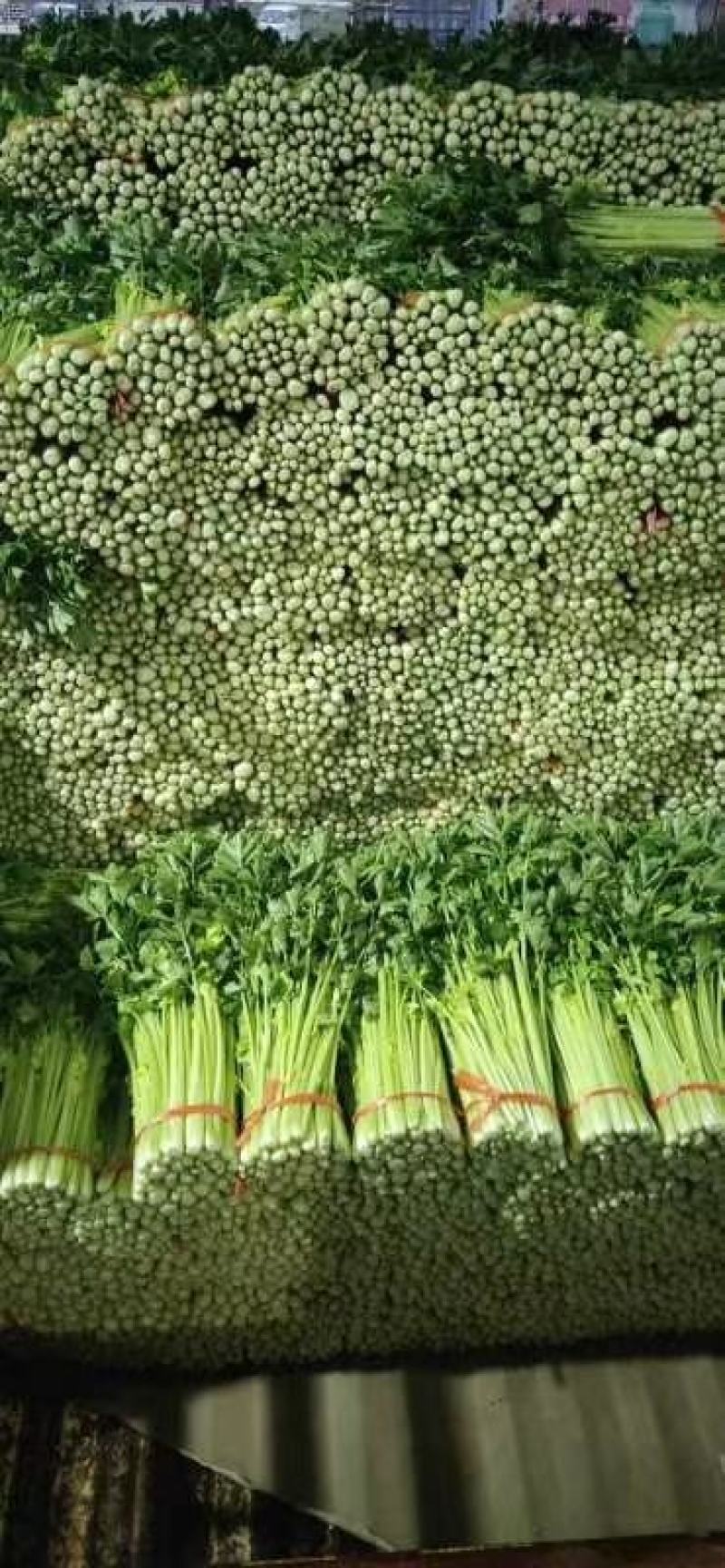 精品毛芹，喜欢的联系