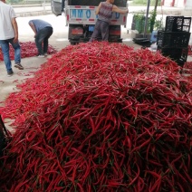 鲜红二荆条合作社、基地种植大量上市！