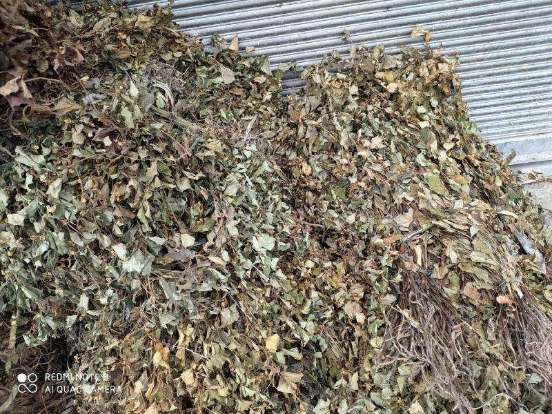 贵州深山老林野生药材晒干鱼腥草干货折耳根无杂质产地直发