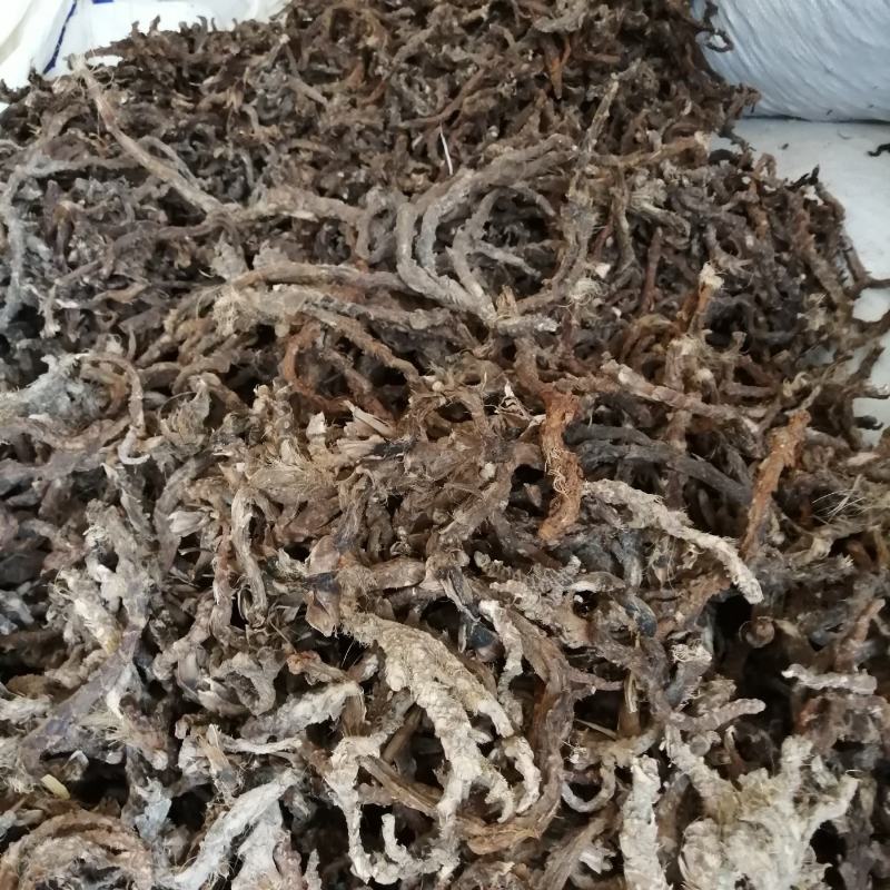 石菖蒲足干石菖蒲统条，长期产地直销，欢迎订购