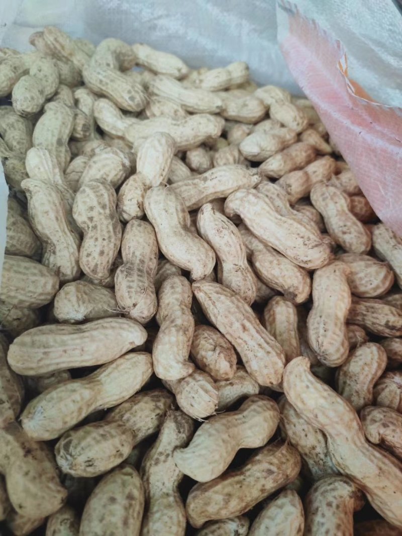 《大果鲜花生》祥符花生精品质量一手货源量大从优