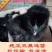 精品五黑脱温鸡，半斤到八两左右，质量保证，价格优