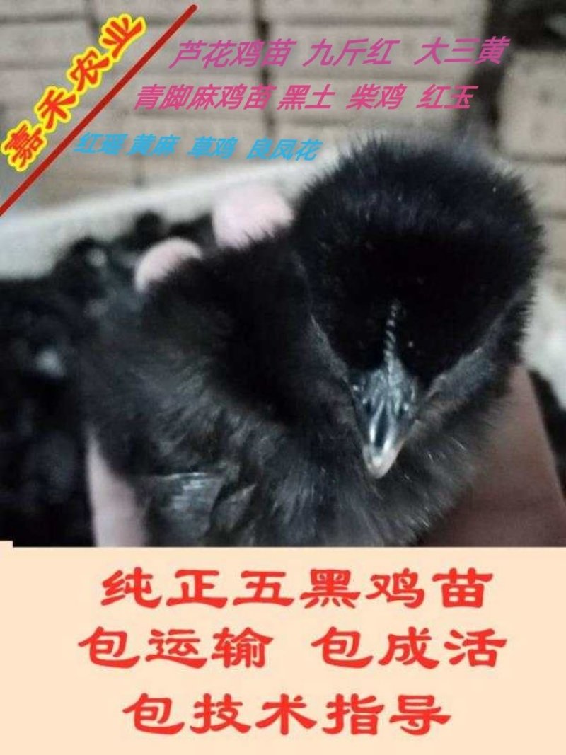 精品五黑脱温鸡，半斤到八两左右，质量保证，价格优