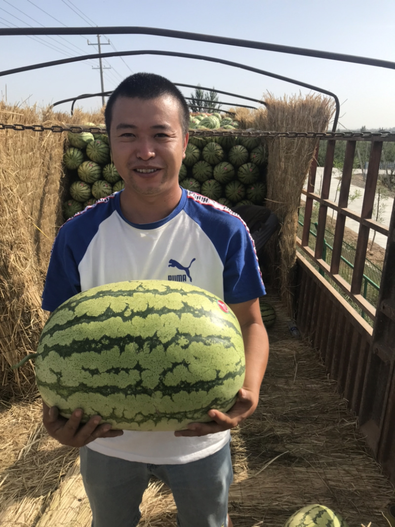 宁夏中卫正宗香山硒砂瓜货源充足代收代发全国一条龙服务，