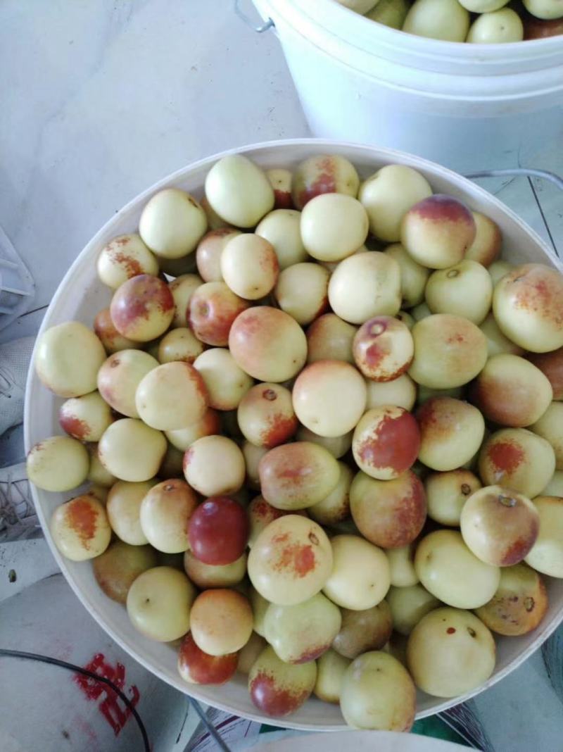 陕西大荔冬枣大量上市。产地直发货源充足