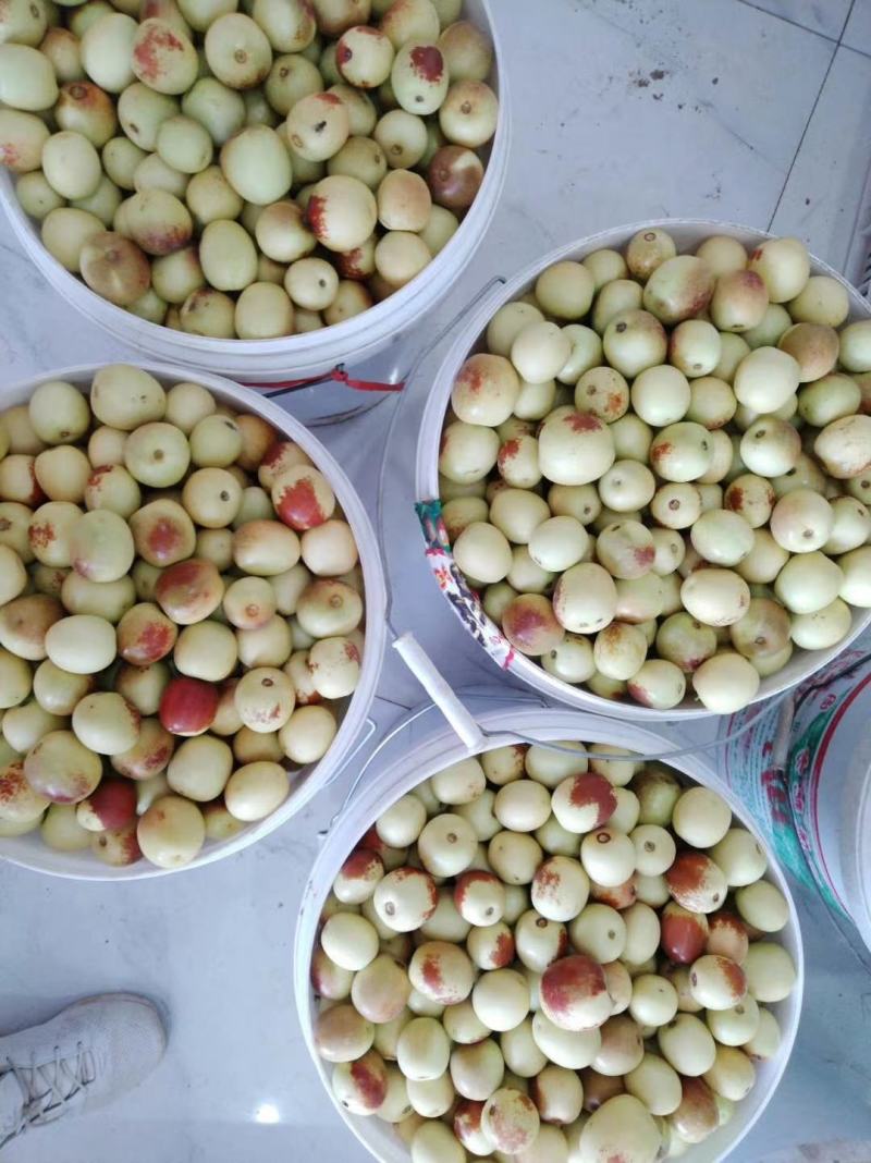陕西大荔冬枣大量上市。产地直发货源充足