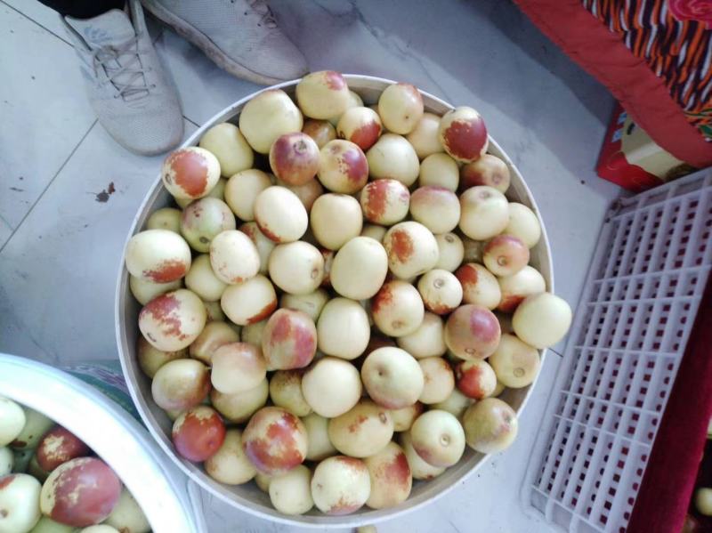 陕西大荔冬枣大量上市。产地直发货源充足
