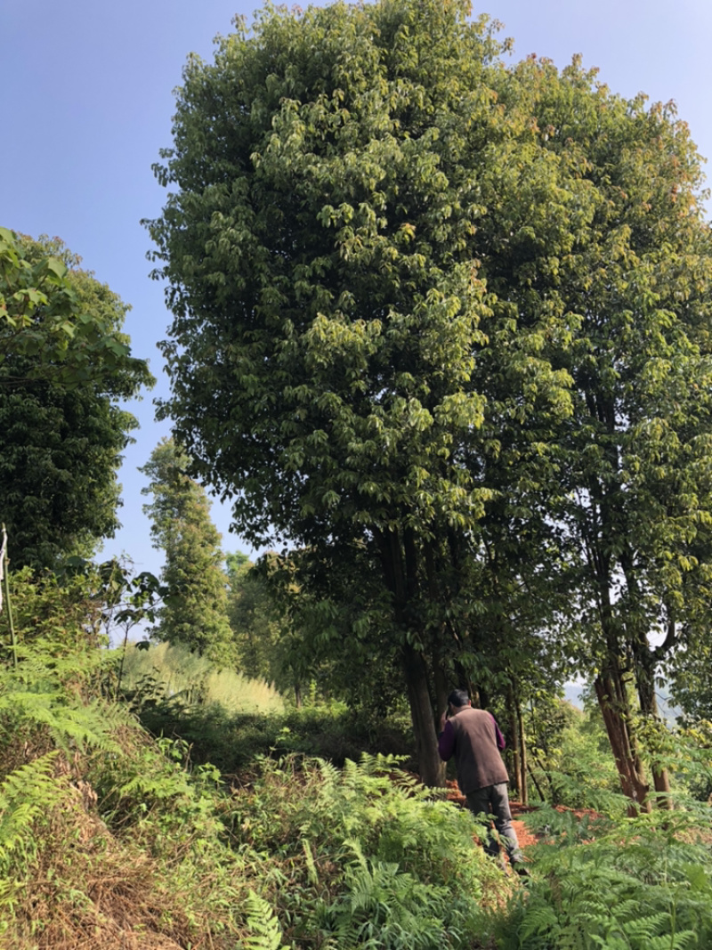 出售丛生香樟生货断根货大小规格均有，货源充足