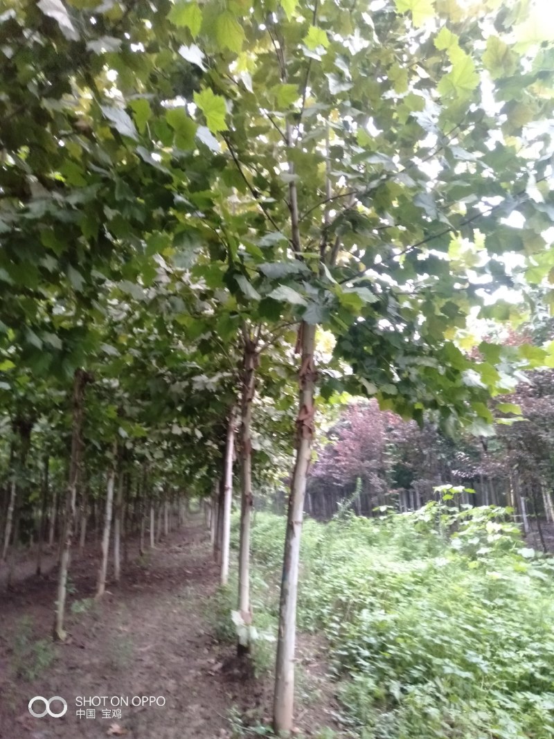 绿化苗木，法桐，(高大乔木)