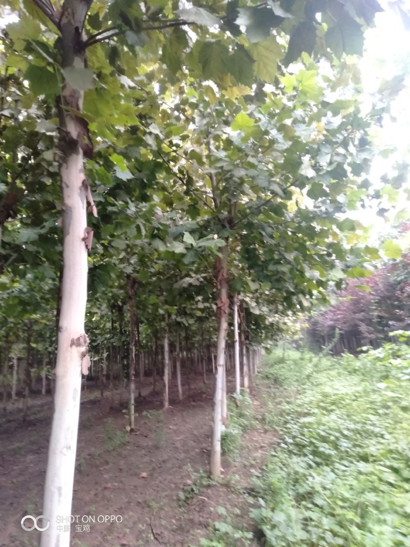 绿化苗木，法桐，(高大乔木)