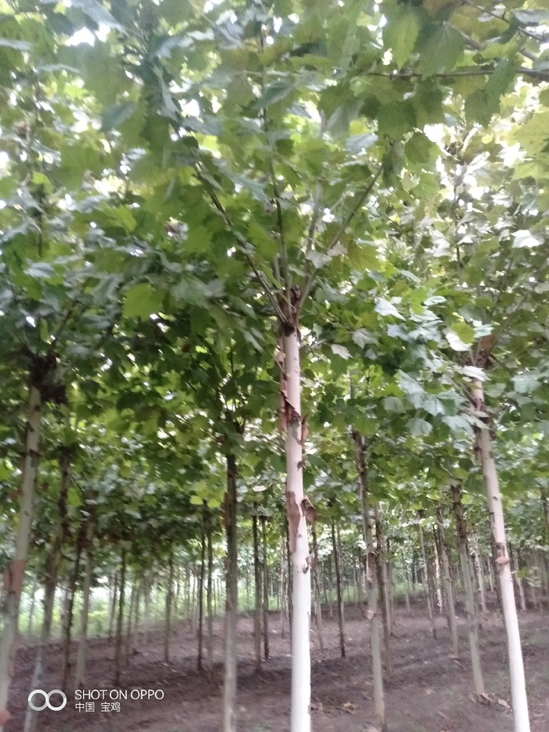 绿化苗木，法桐，(高大乔木)