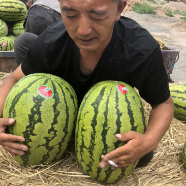 高湾旱地石头瓜大量上市了