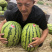高湾旱地石头瓜大量上市了