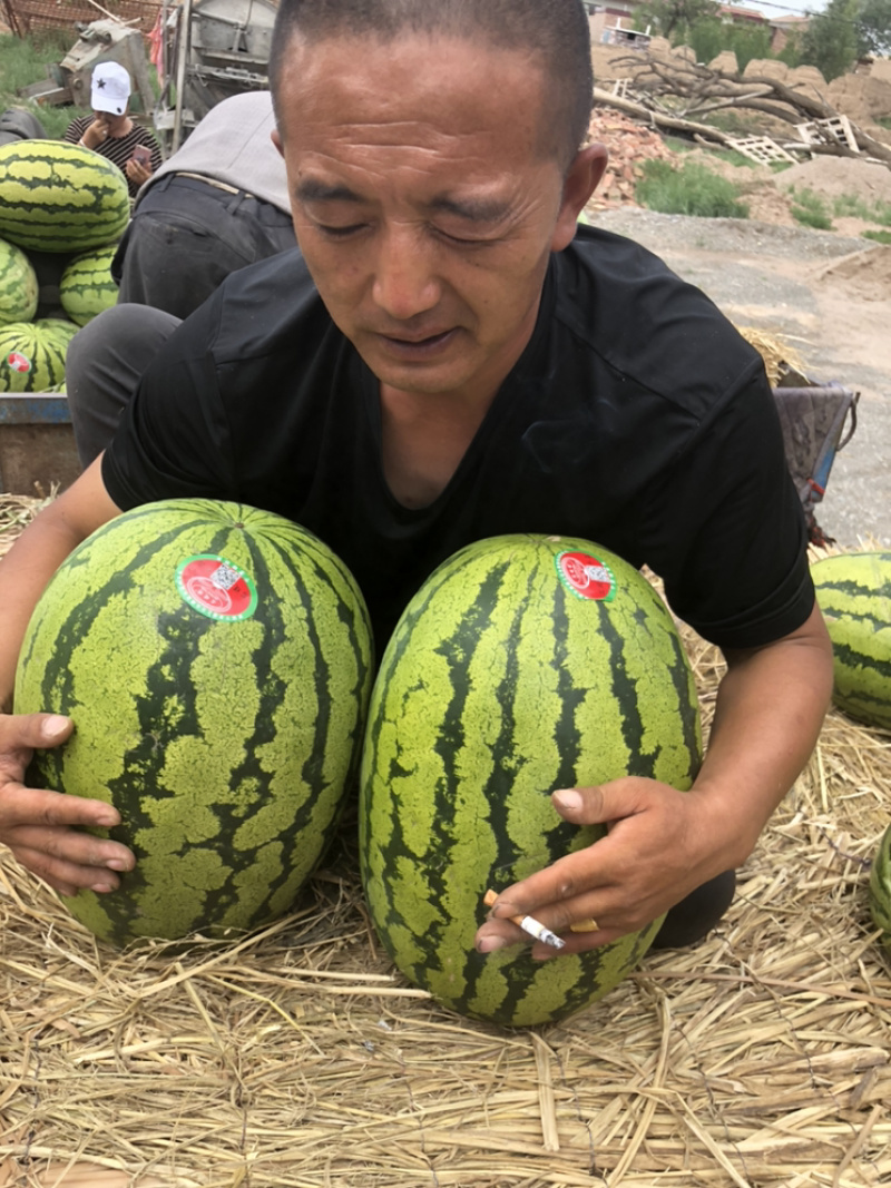 高湾旱地石头瓜大量上市了