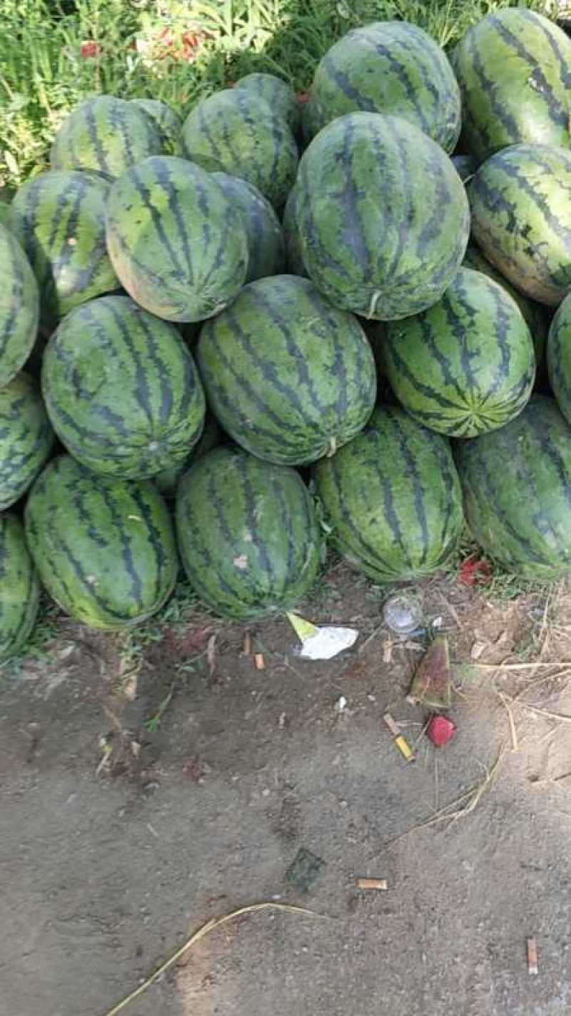 忻州西瓜大量上市了，好货，便宜