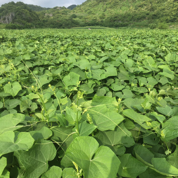 龙须菜、佛手瓜尖，产地直销，无中间商差价空运汽运、一条龙
