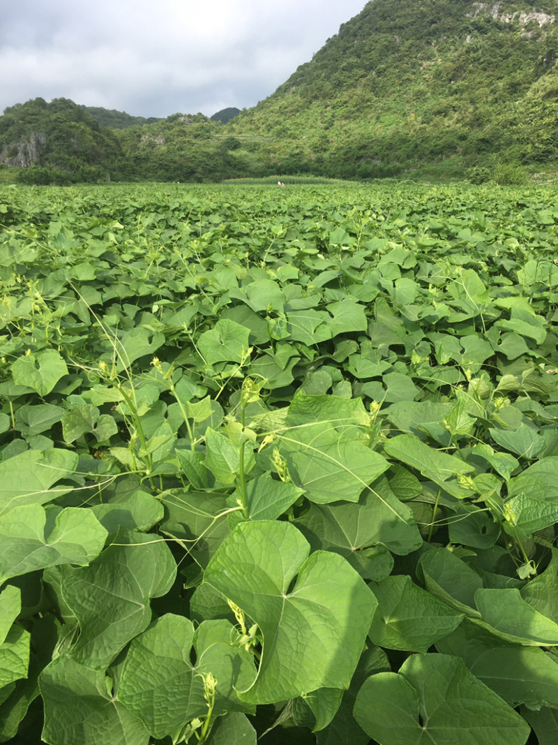 龙须菜、佛手瓜尖，产地直销，无中间商差价空运汽运、一条龙