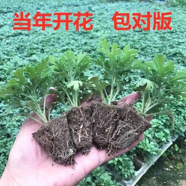 大菊花苗带花苞花卉观花绿植物室内外庭院阳台盆栽九月菊四季