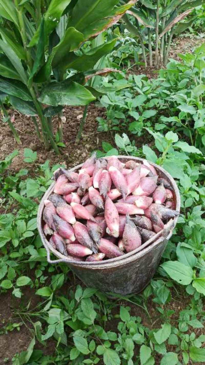 云南文山马关阳菏，也叫阳荷姜