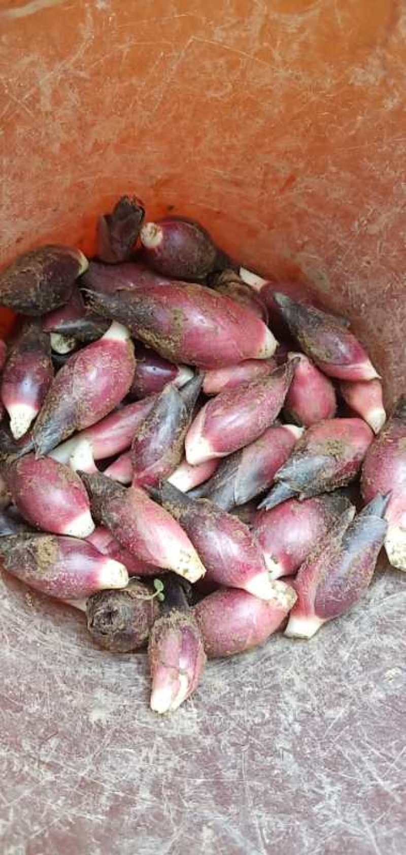 云南文山马关阳菏，也叫阳荷姜