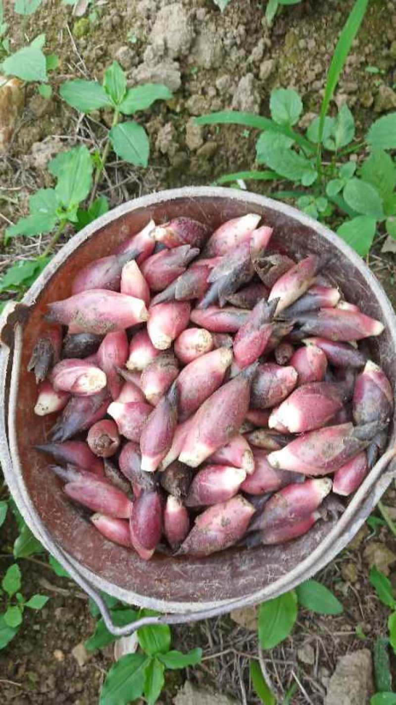 云南文山马关阳菏，也叫阳荷姜